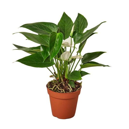 Anthurium 'White'-4" Pot