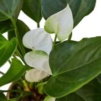 Anthurium 'White'-4" Pot