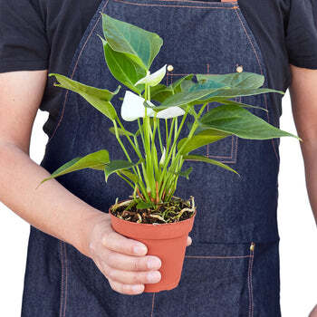 Anthurium 'White'-4" Pot