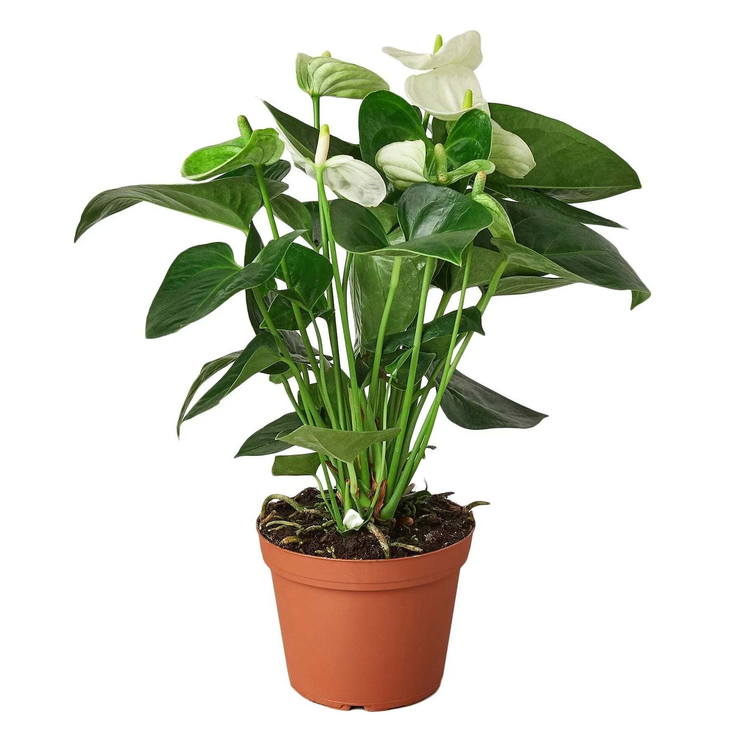 Anthurium 'White'-4" Pot