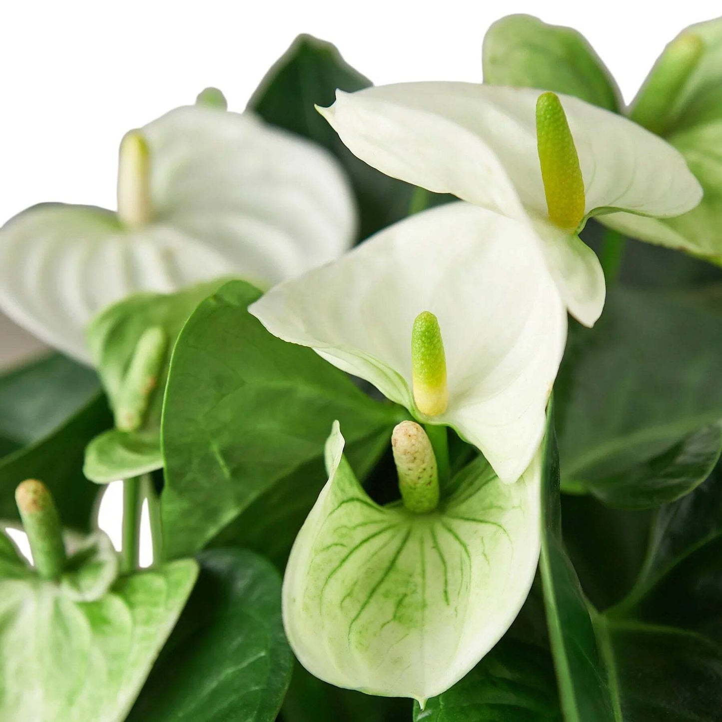 Anthurium 'White'-4" Pot