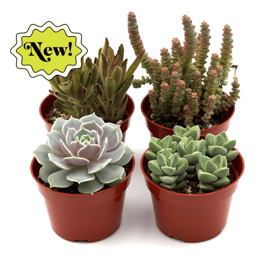 Assorted Succulent Variety-4 Pack